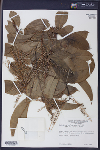 Oxydendrum arboreum image