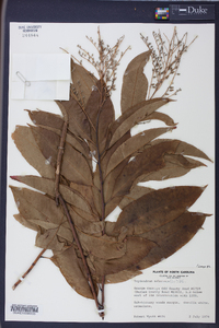 Oxydendrum arboreum image