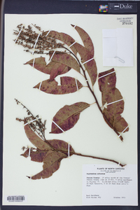 Oxydendrum arboreum image