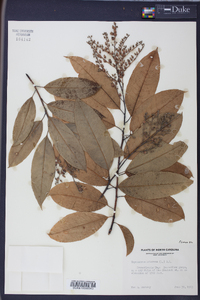 Oxydendrum arboreum image