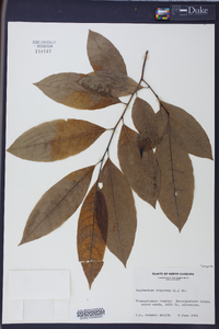 Oxydendrum arboreum image