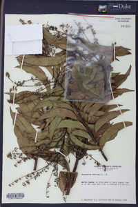 Oxydendrum arboreum image
