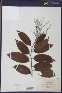 Oxydendrum arboreum image