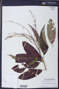 Oxydendrum arboreum image