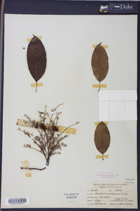 Oxydendrum arboreum image