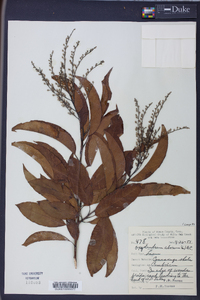 Oxydendrum arboreum image