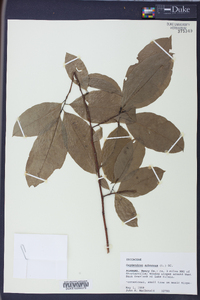 Oxydendrum arboreum image