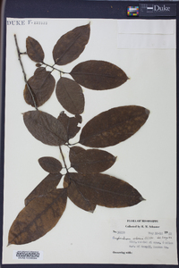 Oxydendrum arboreum image