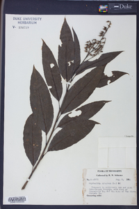 Oxydendrum arboreum image