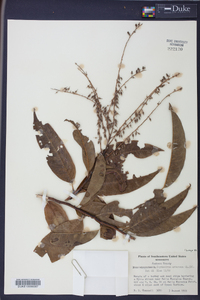 Oxydendrum arboreum image