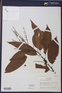 Oxydendrum arboreum image