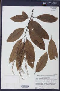 Oxydendrum arboreum image