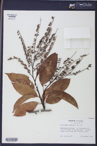 Oxydendrum arboreum image