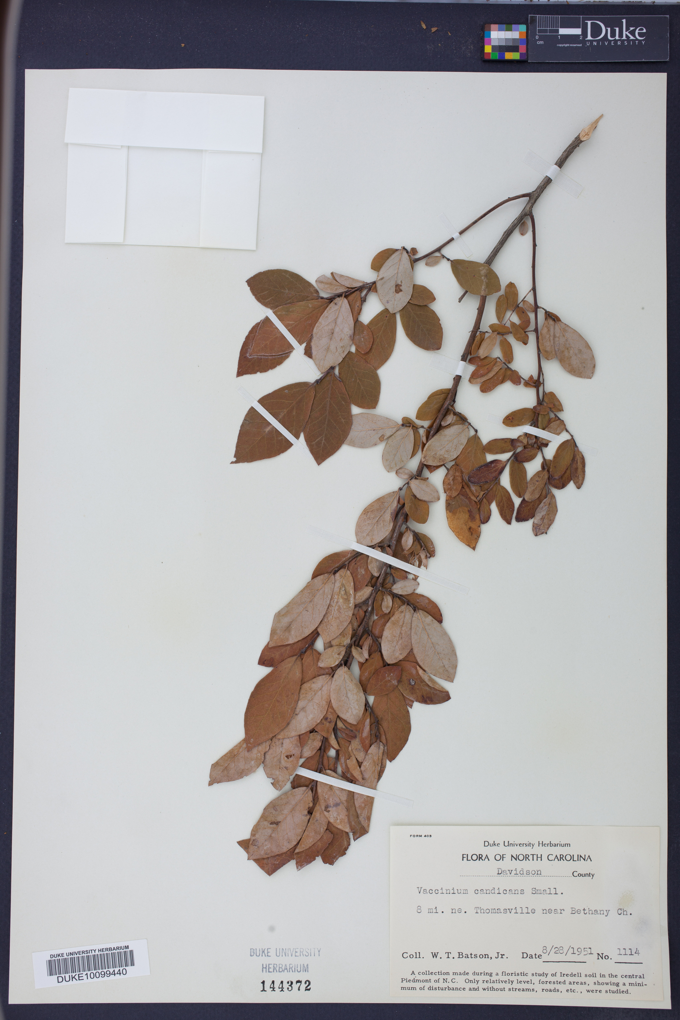 Polycodium candicans image