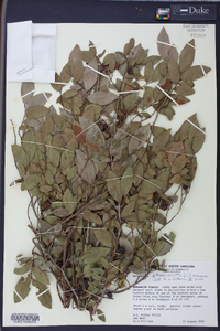 Polycodium stamineum image