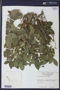 Polycodium stamineum image