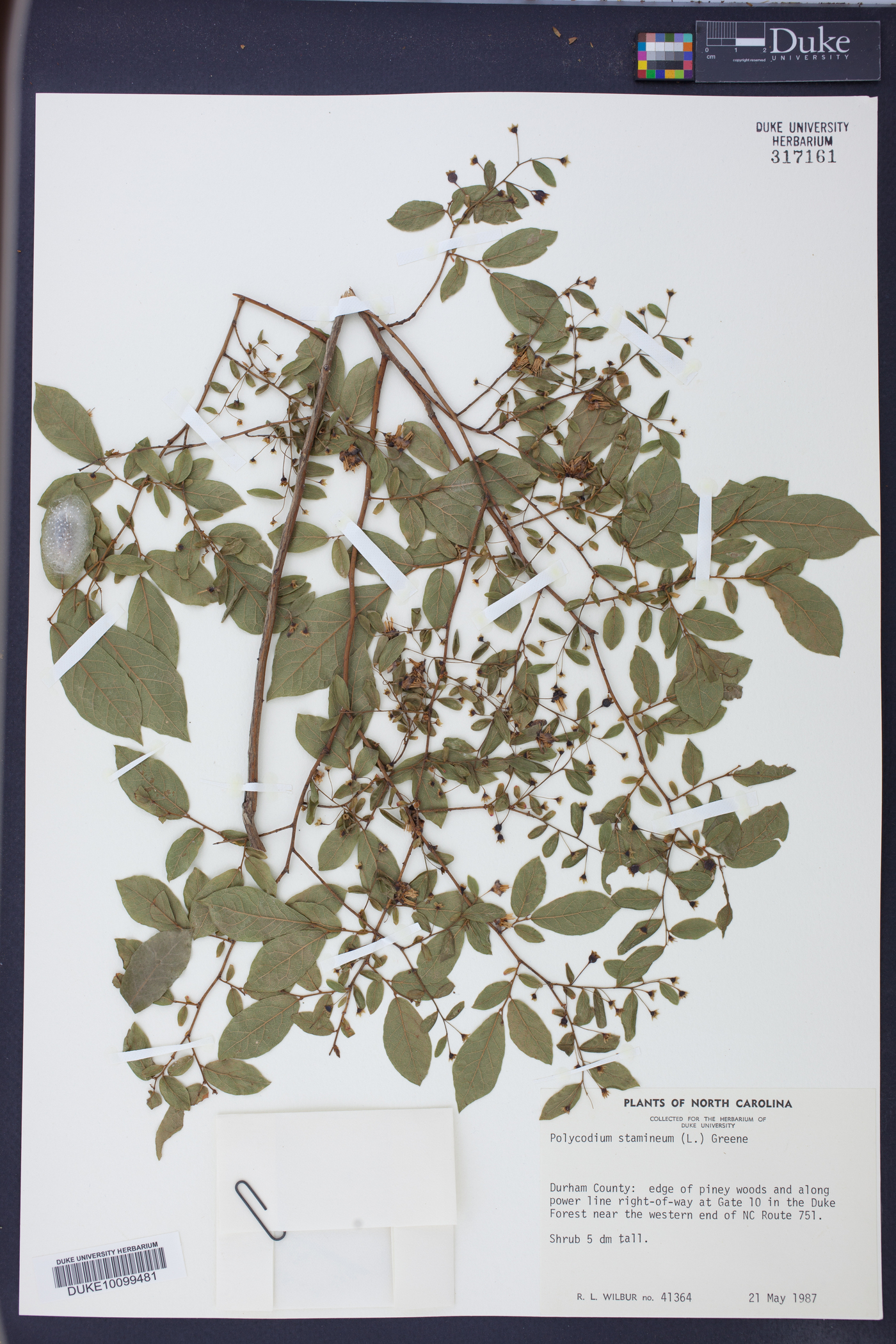 Polycodium stamineum image