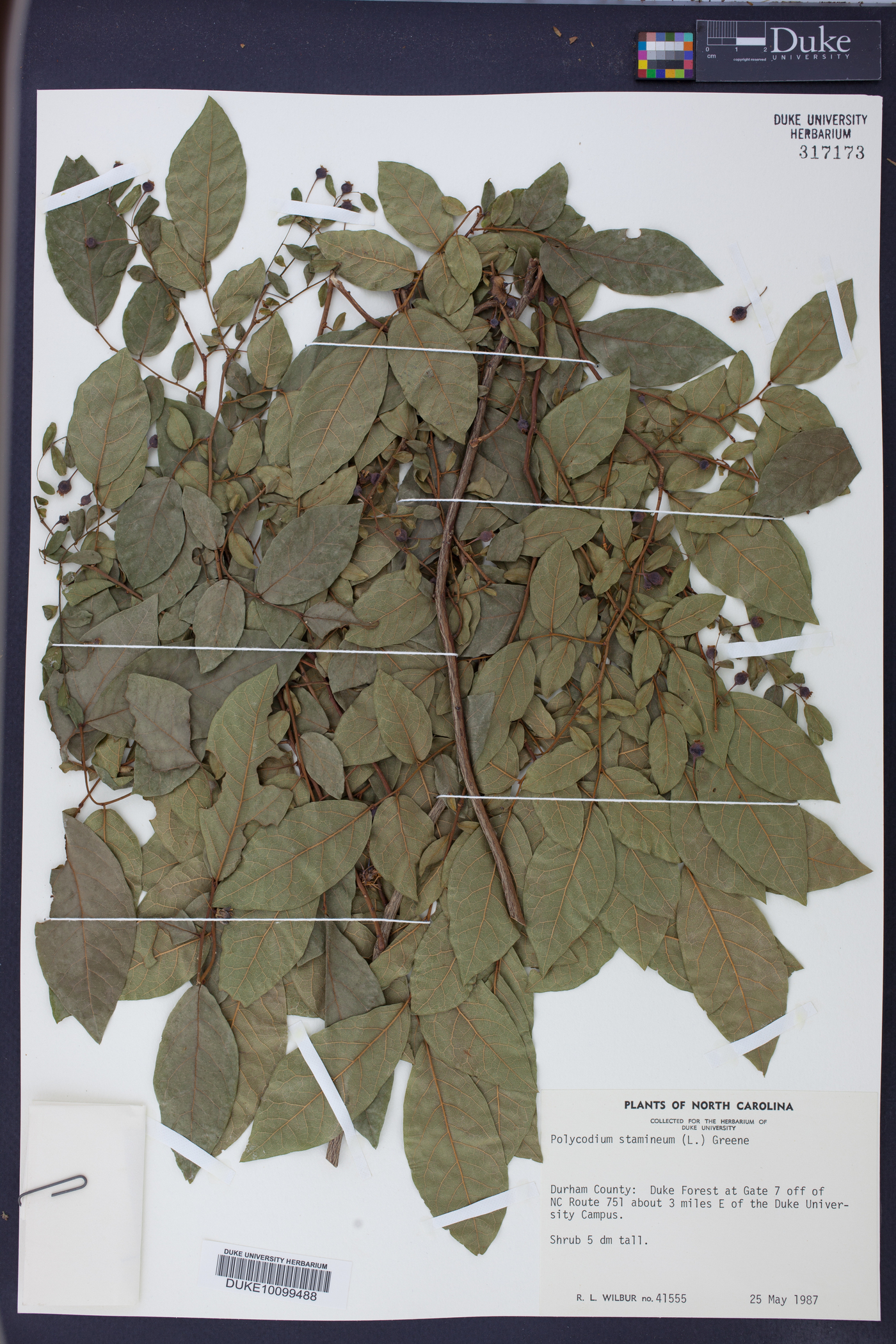 Polycodium stamineum image