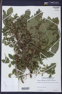 Polycodium stamineum image