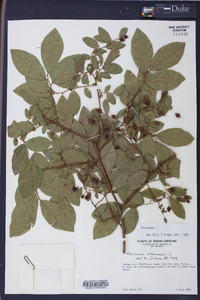 Polycodium stamineum image