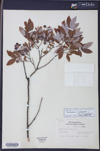 Polycodium stamineum image