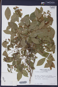 Polycodium stamineum image