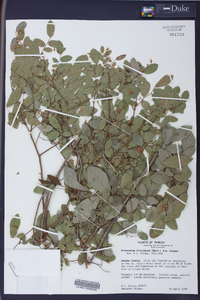 Polycodium floridanum image