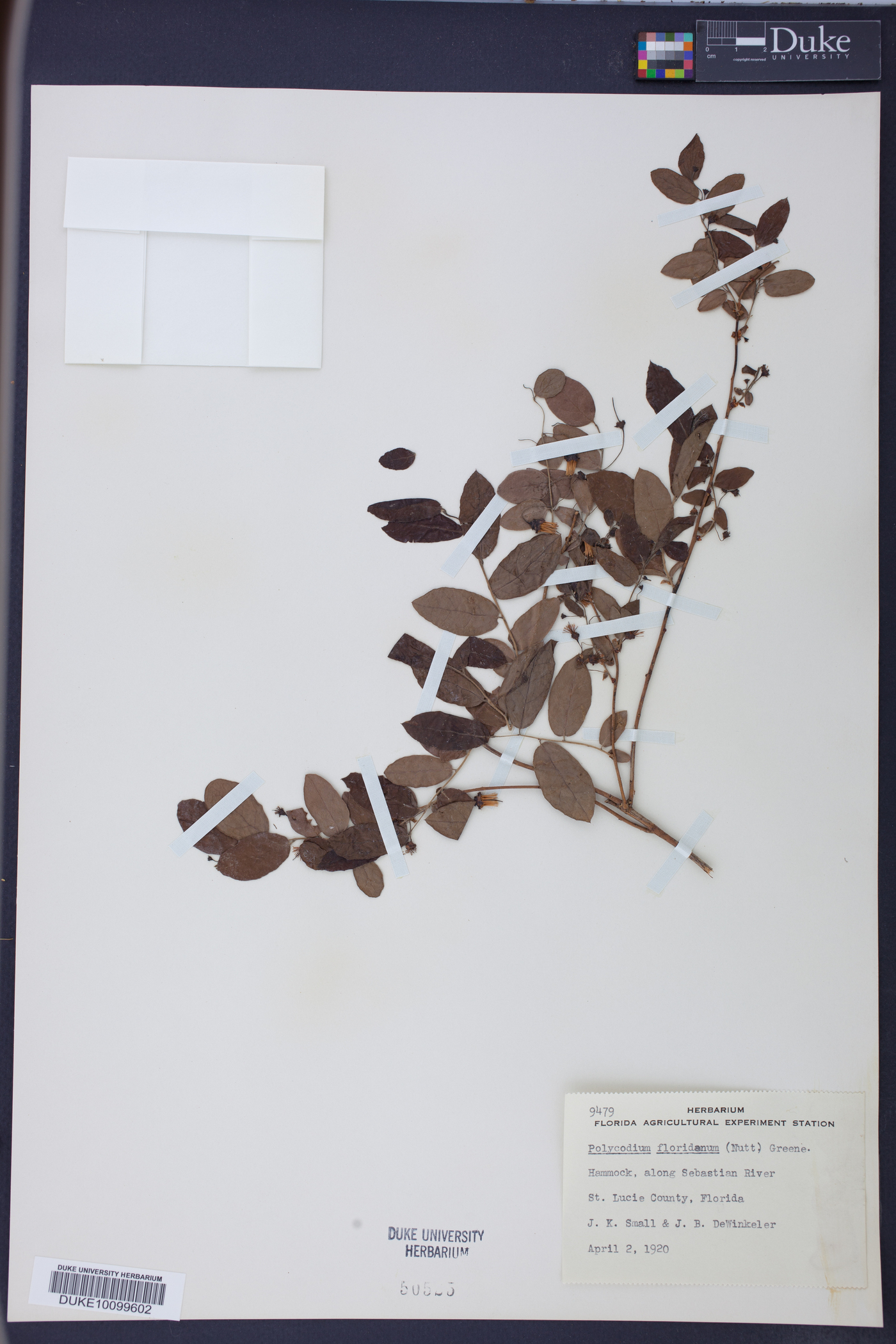 Polycodium floridanum image