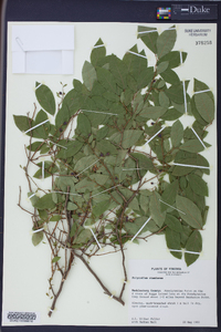 Polycodium stamineum image