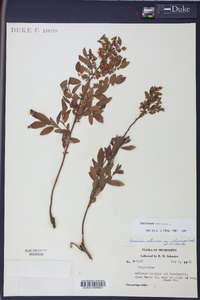 Polycodium stamineum image