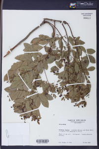 Polycodium stamineum image