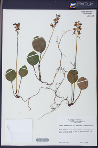 Pyrola rotundifolia image