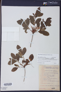 Rhododendron arborescens image