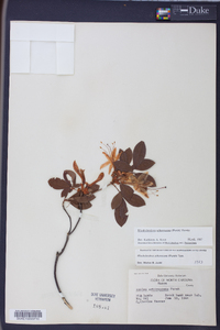 Rhododendron arborescens image