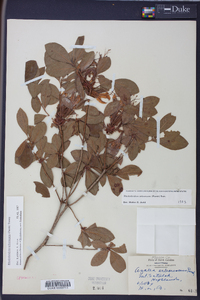 Rhododendron arborescens image