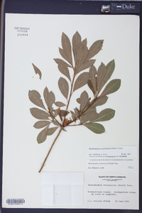 Rhododendron arborescens image