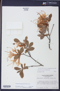 Rhododendron arborescens image