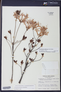 Rhododendron atlanticum image