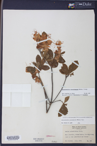 Rhododendron calendulaceum image