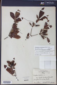 Rhododendron calendulaceum image