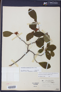 Rhododendron calendulaceum image