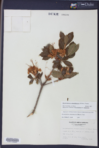 Rhododendron calendulaceum image