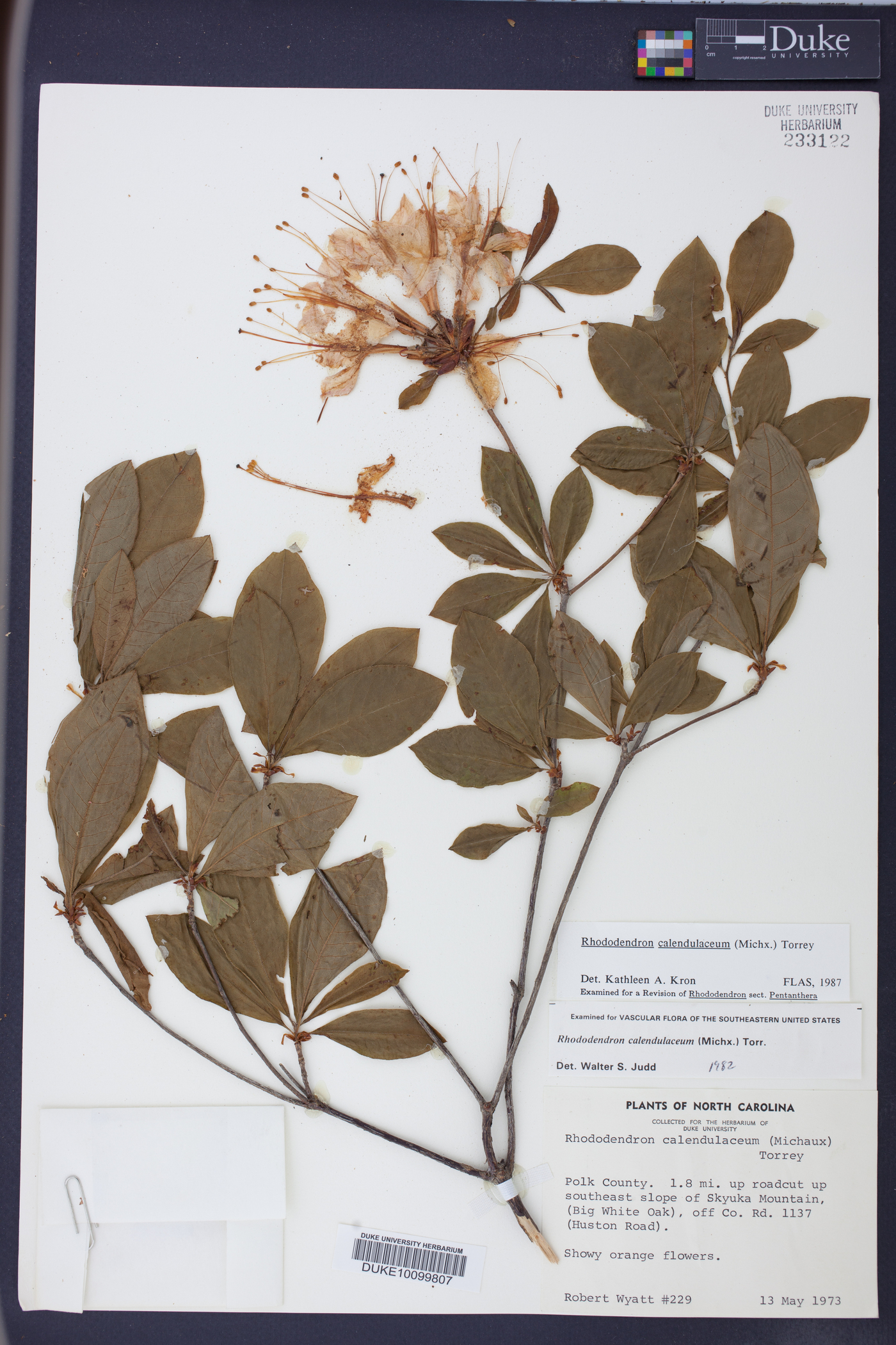 Rhododendron calendulaceum image