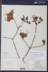 Rhododendron calendulaceum image