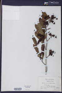 Leucothoe recurva image