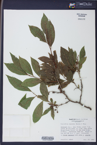 Leucothoe recurva image