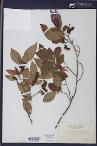 Leucothoe recurva image