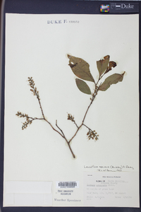 Leucothoe recurva image