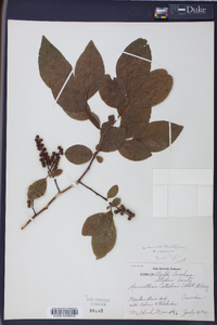 Leucothoe recurva image