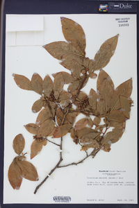 Leucothoe recurva image